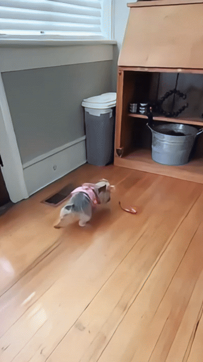 Chien jouant avec TinyFetch
