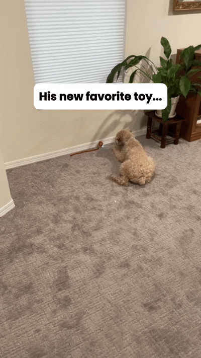 Pet interacting with the moving smart ball